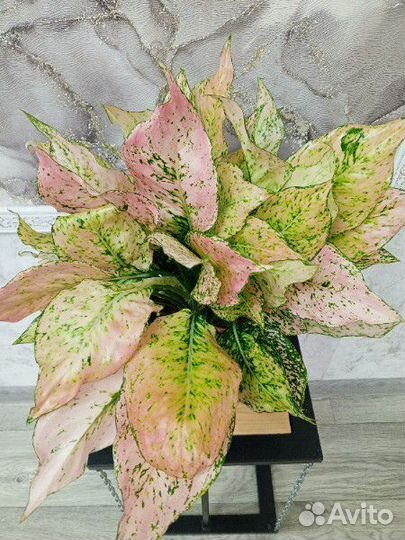 Аглаонема Роуз