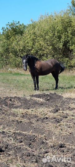 Продается кобыла