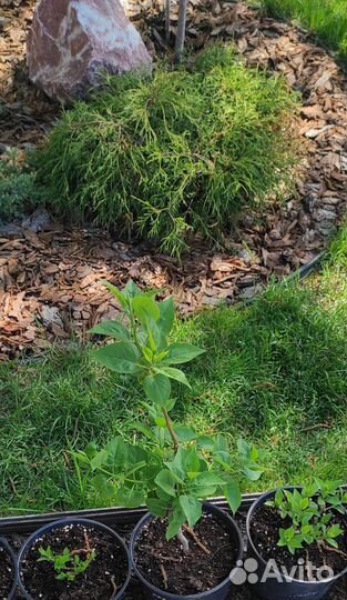 Сирень,Красавица москвы, махровая