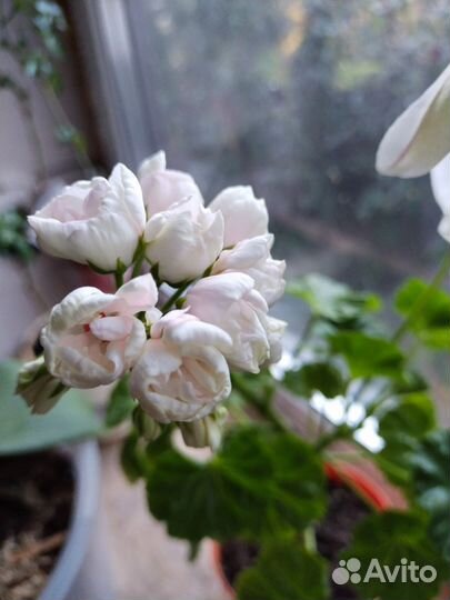 Пеларгония Marbacka Tulpan