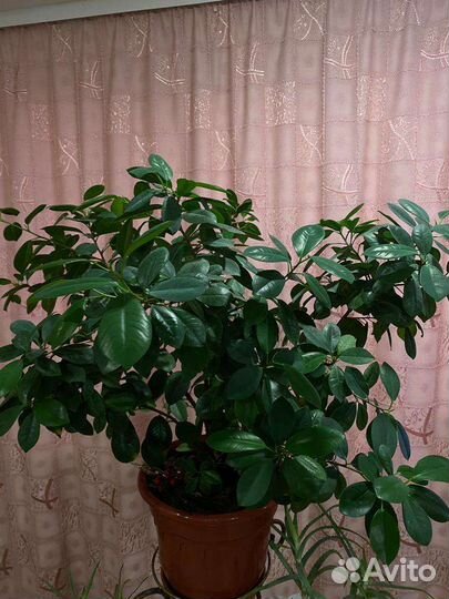 Фикус макломе