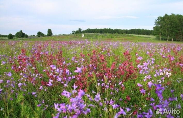 Мед Алтайский опт