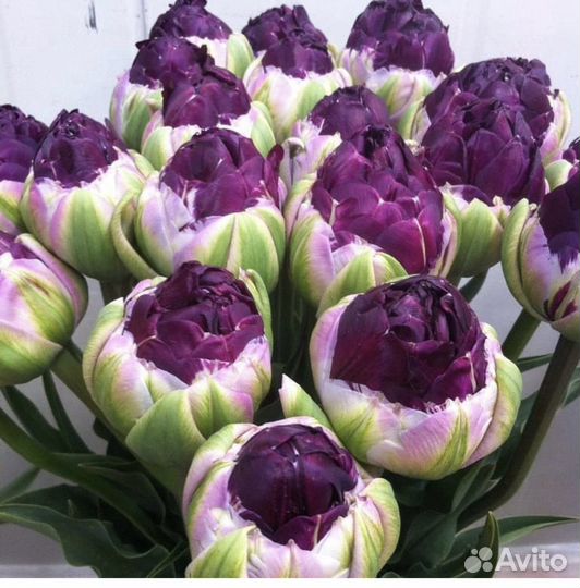 Тюльпаны Нарцисы