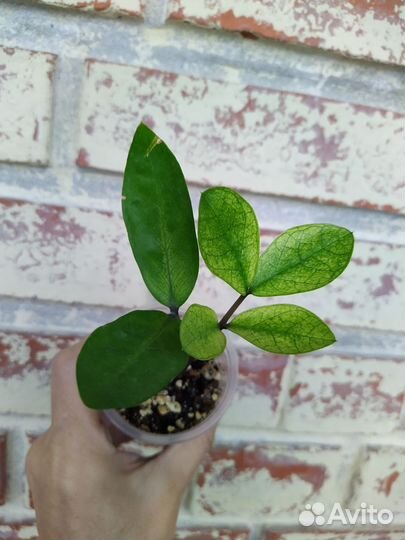 Замиокулькас Акебоно вар