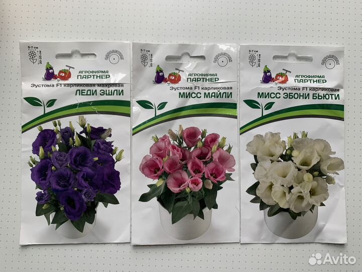 Эустома карликовая, рассада