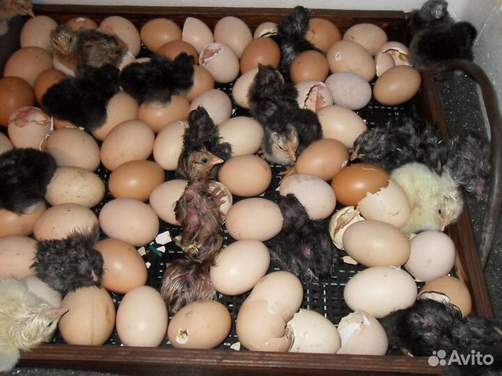 Инкубатор Несушка до 104 яиц гигрометр, вентилятор