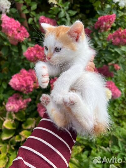 Котята в добрые руки бесплатно