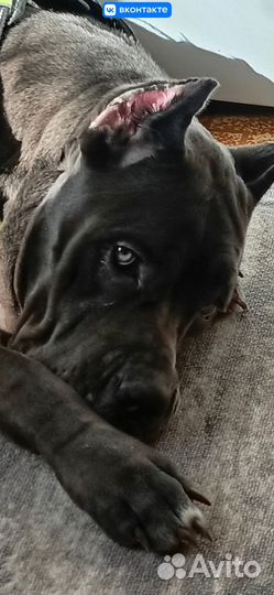 Услуги Груминга