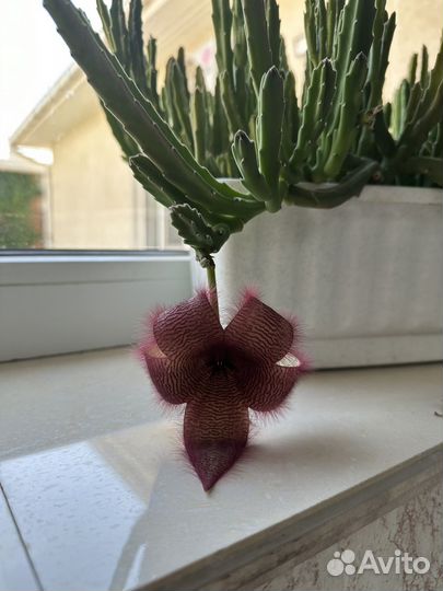 Суккуленты