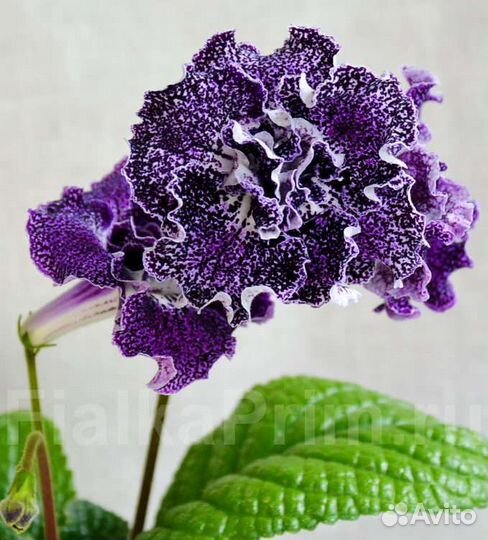 Стрептокарпусы детки