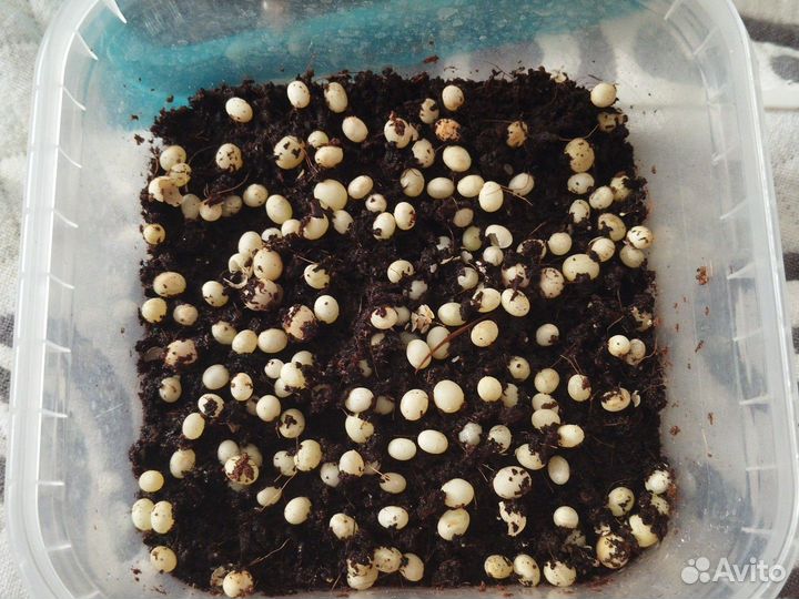 Улитки ахатины