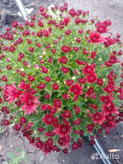 Хризантема Шаровидная Мультифлора