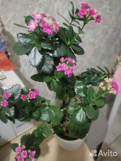 Коланхоэ