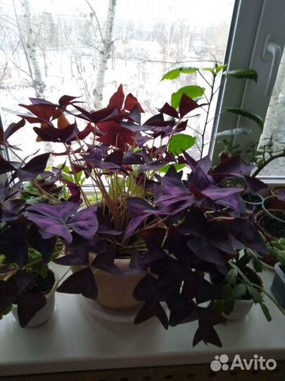 Комнатные цветы