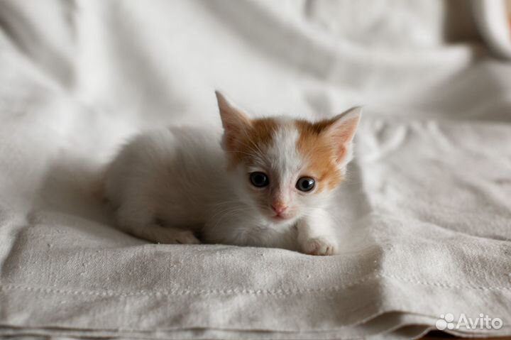 Озорник Чубай не даст загрустить