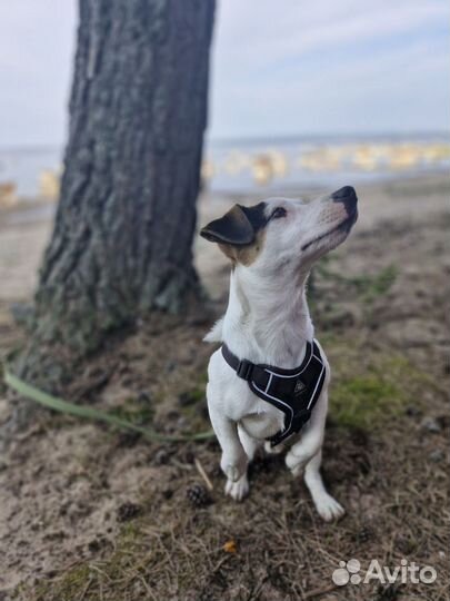 Вязка кобель джек рассел терьер