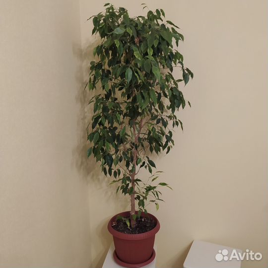 Фикус бенджамина большой