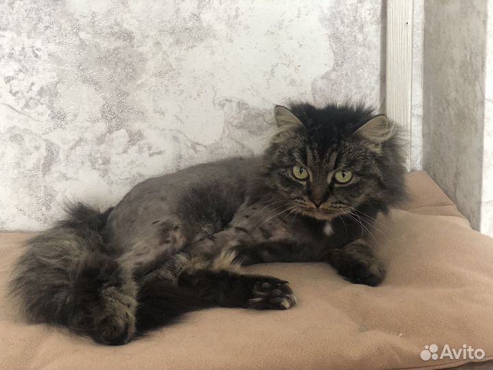 Мася - сибирская красавица ищет семью