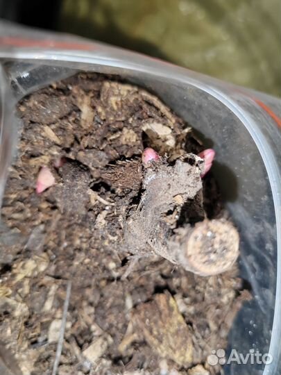 Пионы саженцы Albert Crousse