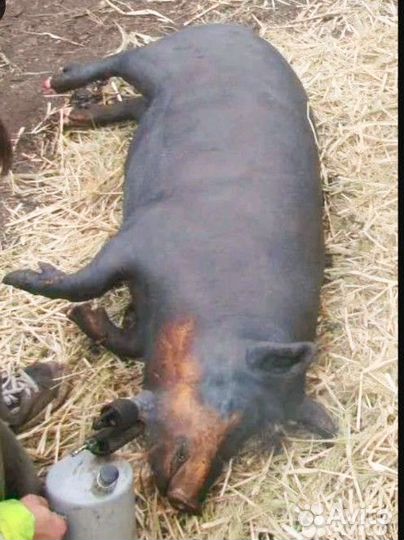 Свинина домашняя,сальная. Орловская