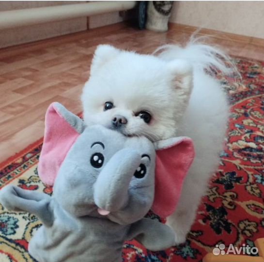 Померанский шпиц мини вязка