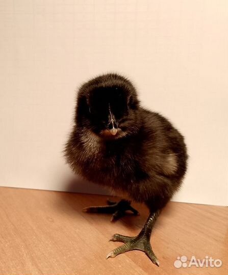 Цыплёнок Ухейилюй