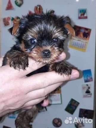 Йоркширский терьер мини
