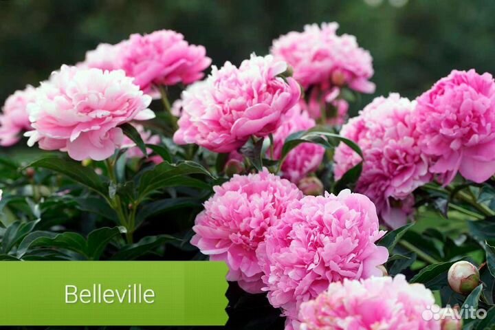 Пион корень