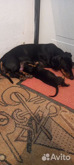 Щенки таксы стандарт