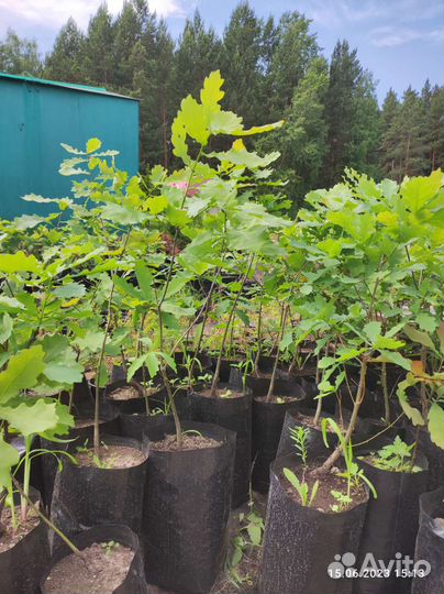 Дуб, озеленение