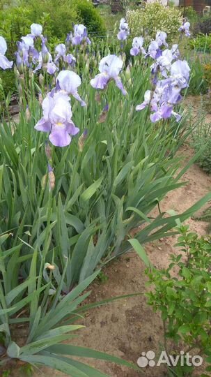 Ирисы бородатые