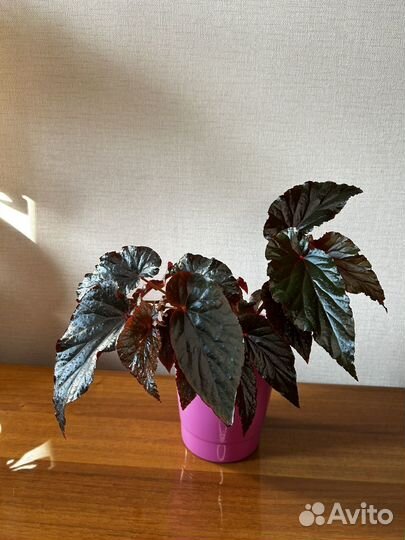 Бегония арабский закат, декоративно-лиственная