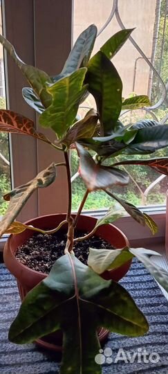 Кротон (кодиеум)