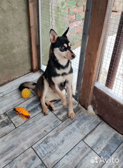 Метис хаски в добрые руки