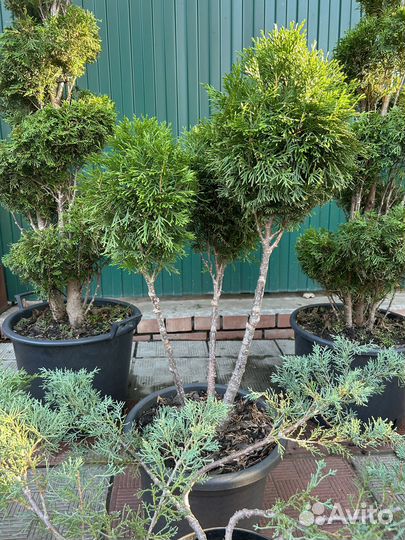 Хвойные растения