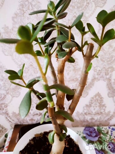 Денежное дерево (толстянка)