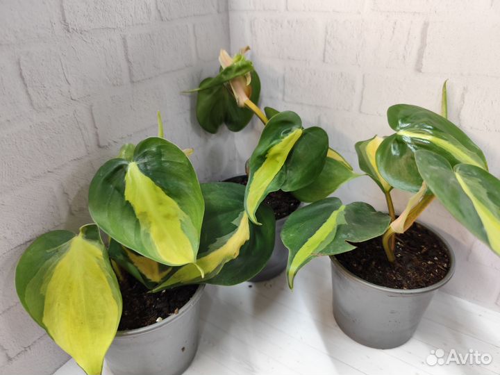 Эпипремнумы, сциндаптусы и филодендроны