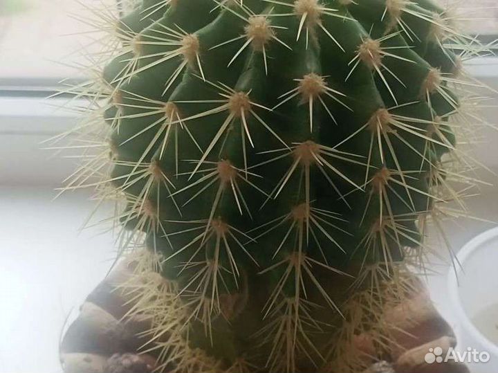 Кактусы и суккуленты