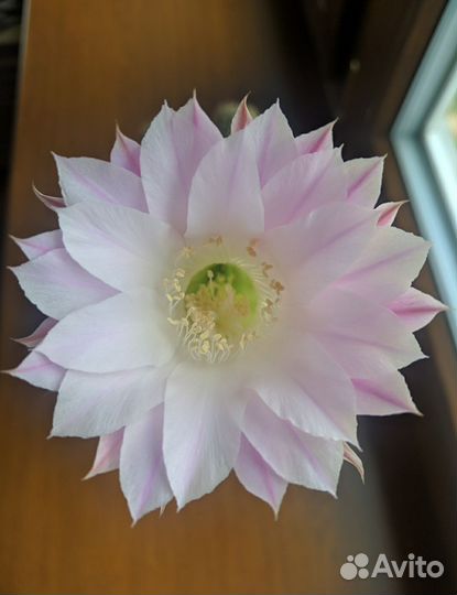 Echinopsis Multiplex детки - шишки кактуса