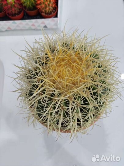 Эхинокактус