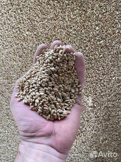 Зерно пшеница ячмень