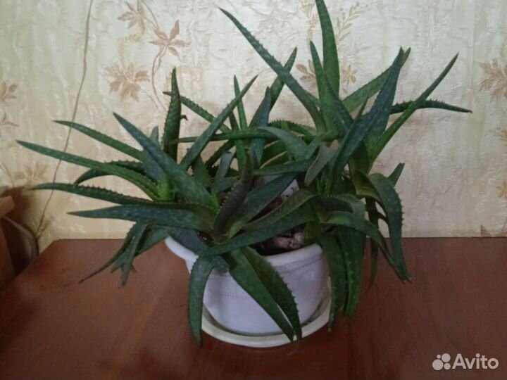 Крассула толстянка