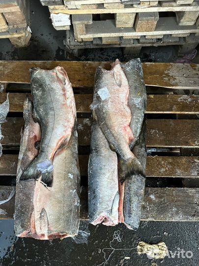 Кижуч (дикий лосось)