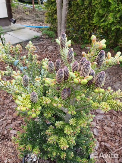 Пихта айсбрекер