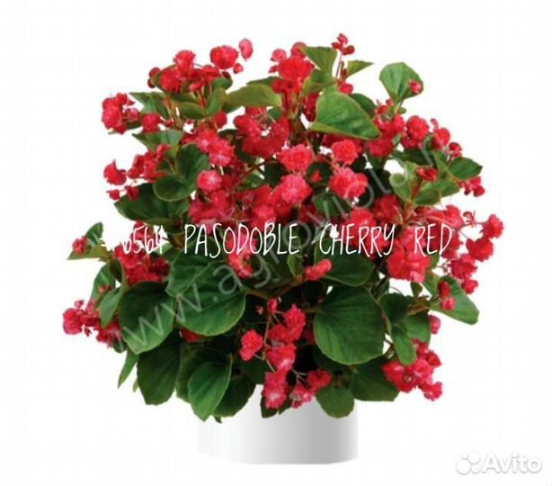 Бегония (Begonia) Вечноцветущая Полуампельная