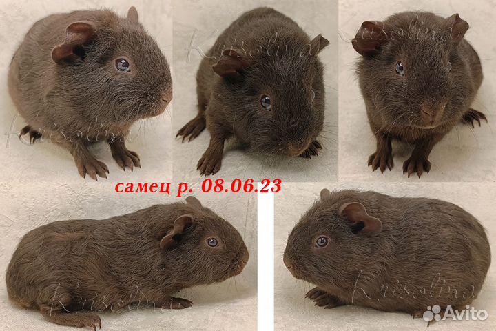 Морские свинки короткошерстные