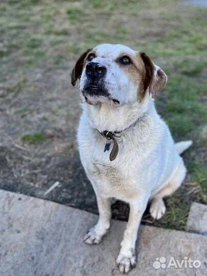 Дима чудесный дружелюбный пёс