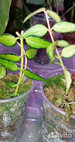 Хойи срез и укорененные три сорта