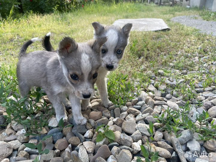 Щенки бесплатно