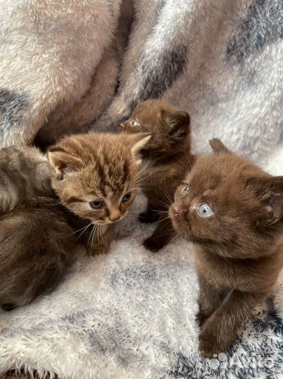 Шотландские котята